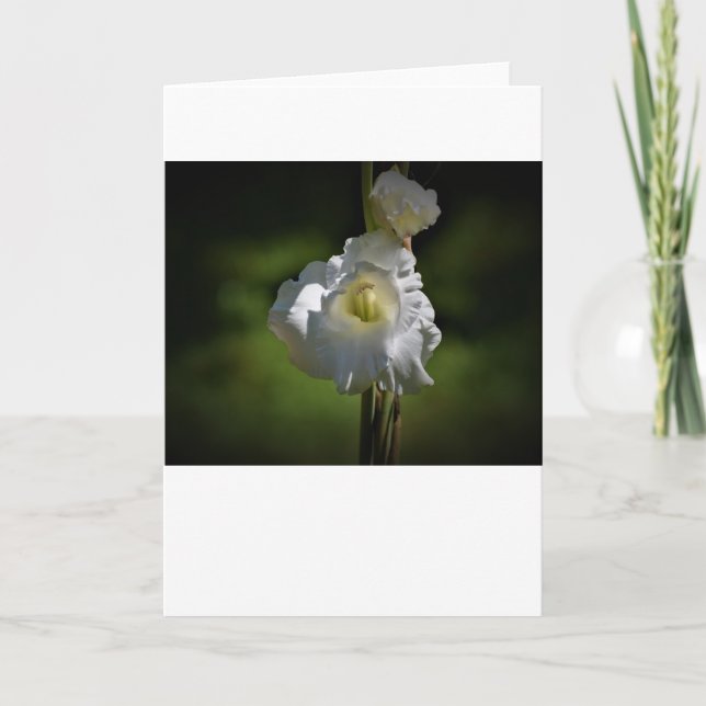 Gladioli, tarjeta (Anverso)
