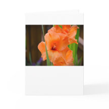 Gladioli, tarjeta