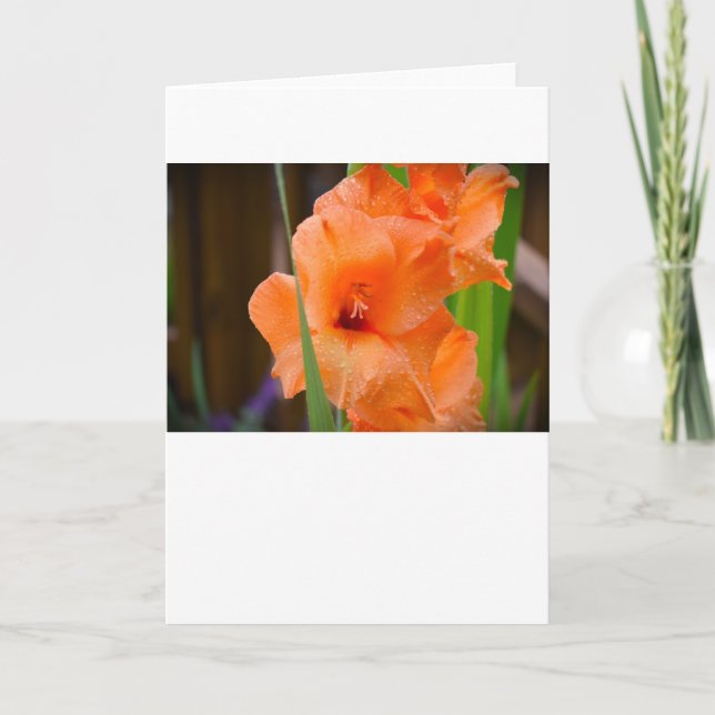 Gladioli, tarjeta (Anverso)
