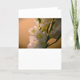 Gladioli, tarjeta