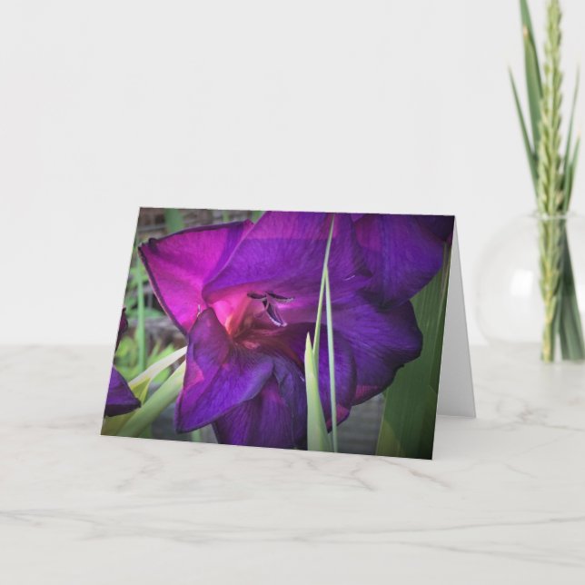 Gladioli, tarjeta (Anverso)