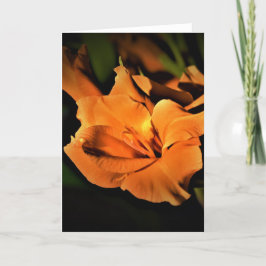 Gladioli, tarjeta