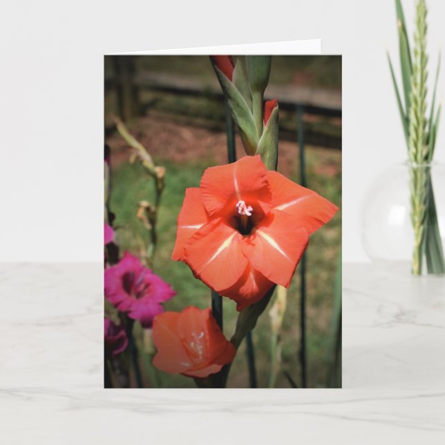 Gladioli, tarjeta (Anverso)