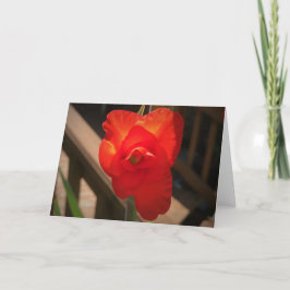 Gladioli, tarjeta