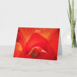 Gladioli, tarjeta