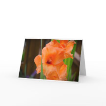 Gladioli, tarjeta