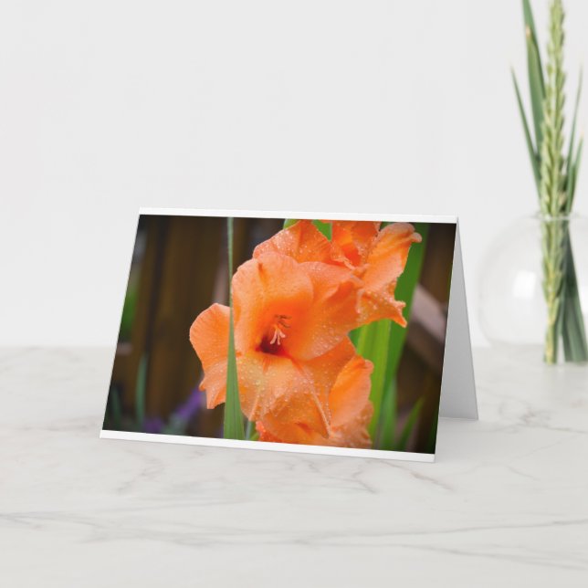 Gladioli, tarjeta (Anverso)