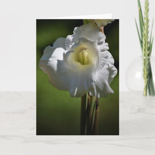 Gladioli, tarjeta (Anverso)