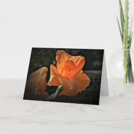 Gladioli, tarjeta