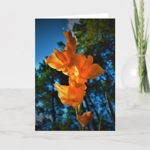 Gladioli, tarjeta