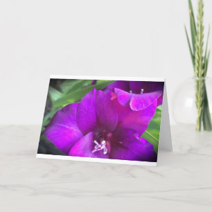 Gladioli, tarjeta