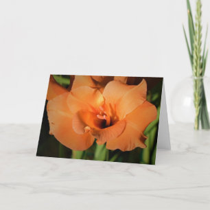 Gladioli, tarjeta