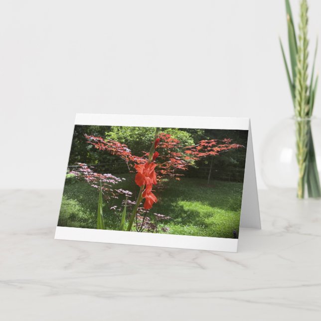 Gladioli, tarjeta (Anverso)