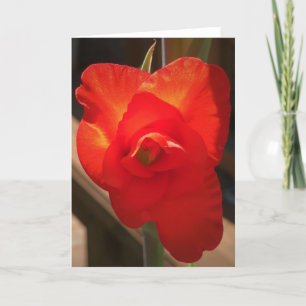 Gladioli, tarjeta