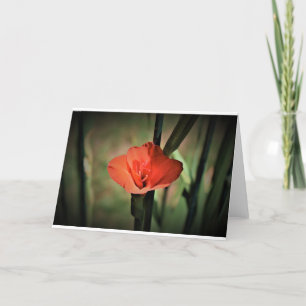 Gladioli, tarjeta