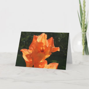 Gladioli, tarjeta