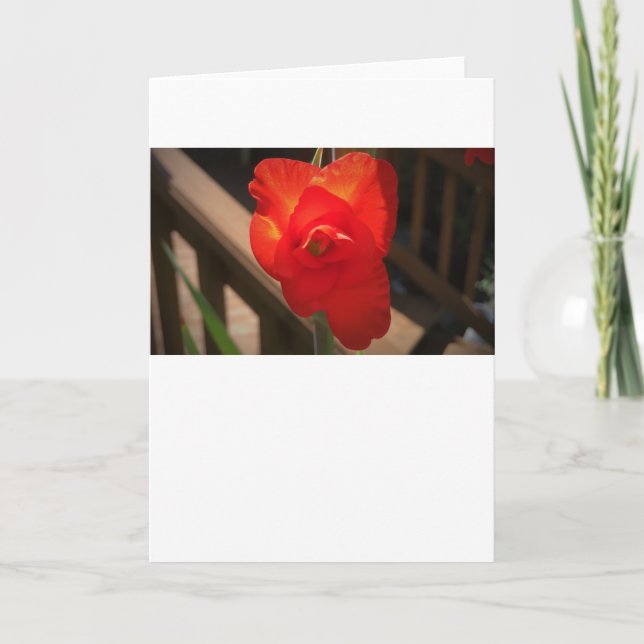 Gladioli, tarjeta (Anverso)