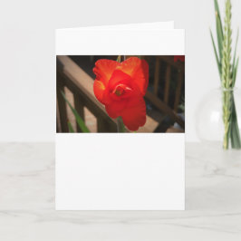 Gladioli, tarjeta