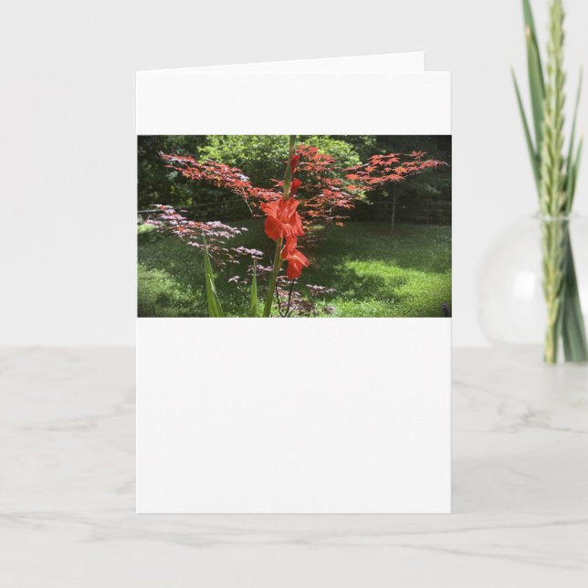 Gladioli, tarjeta (Anverso)
