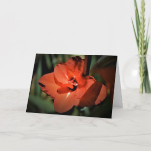 Gladioli, tarjeta