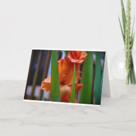 Gladioli, tarjeta
