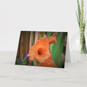 Gladioli, tarjeta