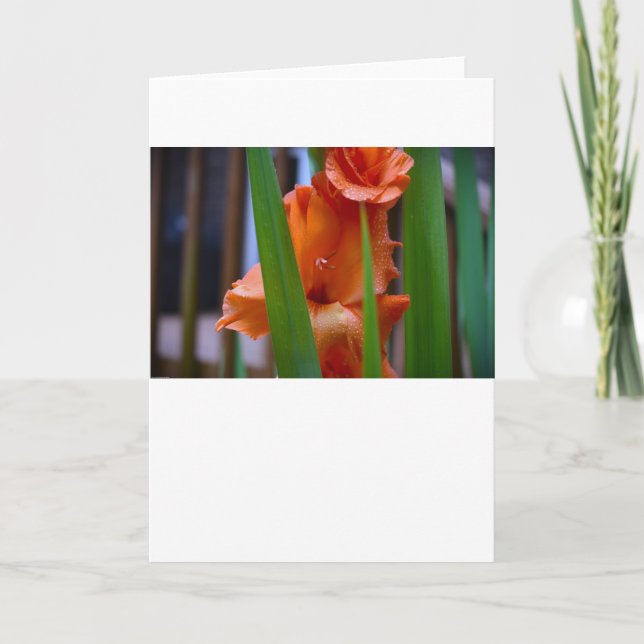 Gladioli, tarjeta (Anverso)