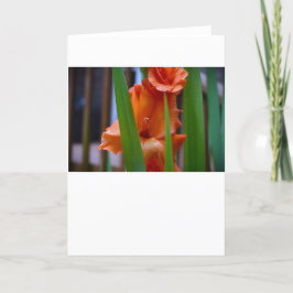 Gladioli, tarjeta