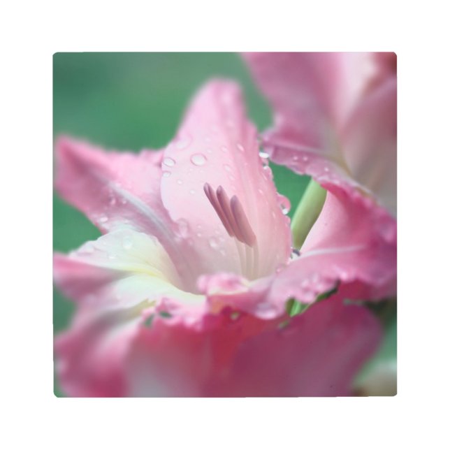 Gladiolus rosado con gotas arte mural Metalizado (Anverso)