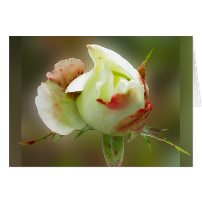 glamour rosebud (Anverso (Horizontal))