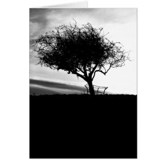 Glastonbury Hawthorn. Árbol. Blanco y negro.
