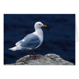 Glaucous Gull