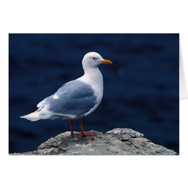 Glaucous Gull (Anverso (Horizontal))