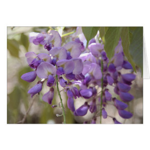 Glicinias
