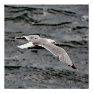 Glide 20" x 20", Papel para Póster (Semi Brillo)