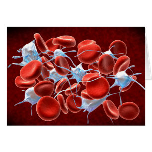Glóbulos rojos con los leucocitos