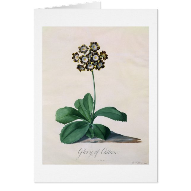 Gloria de Chilton (aguazo en la vitela) (Frente)