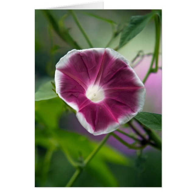 Gloria de la Mañana (Frente)