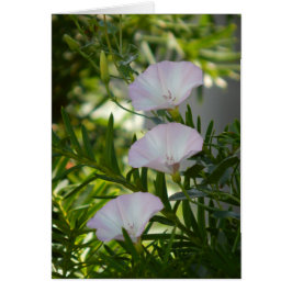 Gloria de la Mañana