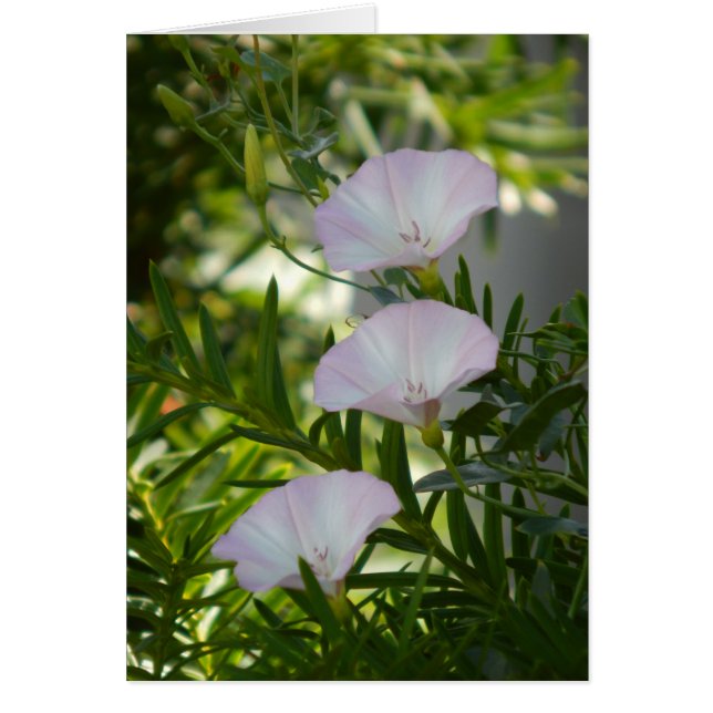 Gloria de la Mañana (Frente)