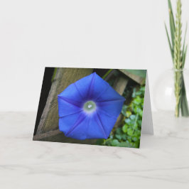 Gloria de la mañana, tarjeta