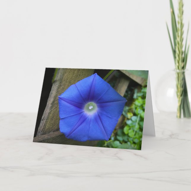 Gloria de la mañana, tarjeta (Anverso)