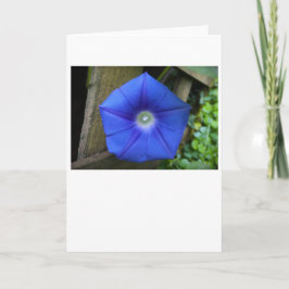 Gloria de la mañana, tarjeta