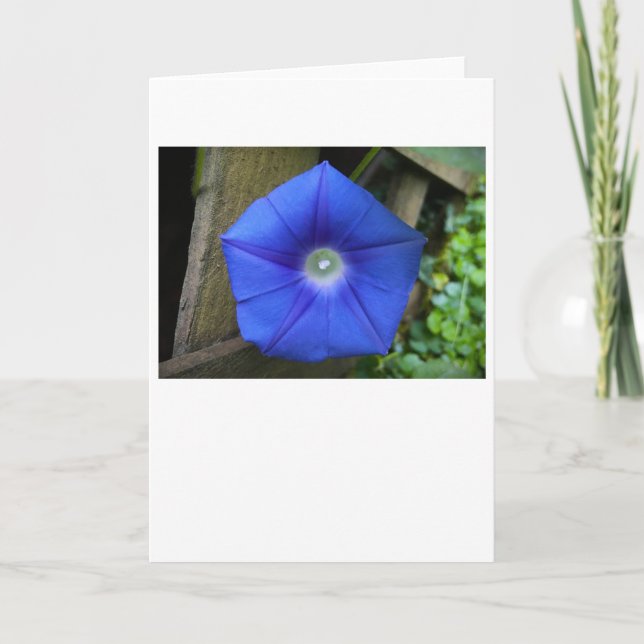 Gloria de la mañana, tarjeta (Anverso)