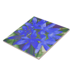 Gloria de la Nieve Fluorescente Azulejos Azules