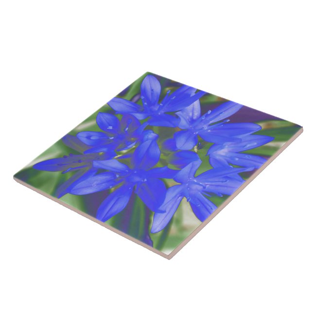 Gloria de la Nieve Fluorescente Azulejos Azules (Lado)