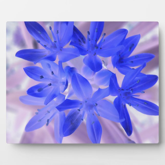 Gloria de la nieve impactante placa azul (Frente)