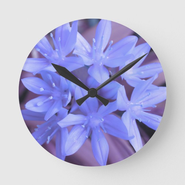 Gloria del reloj de pared azul de nieve (Anverso)