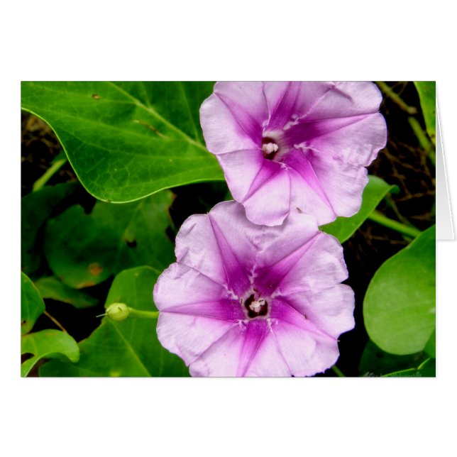 Glorias de la mañana @ Krabi Card (Anverso (Horizontal))