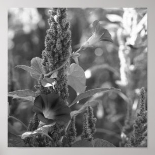 Glorias de la mañana Semillas Flor Impresión blanc